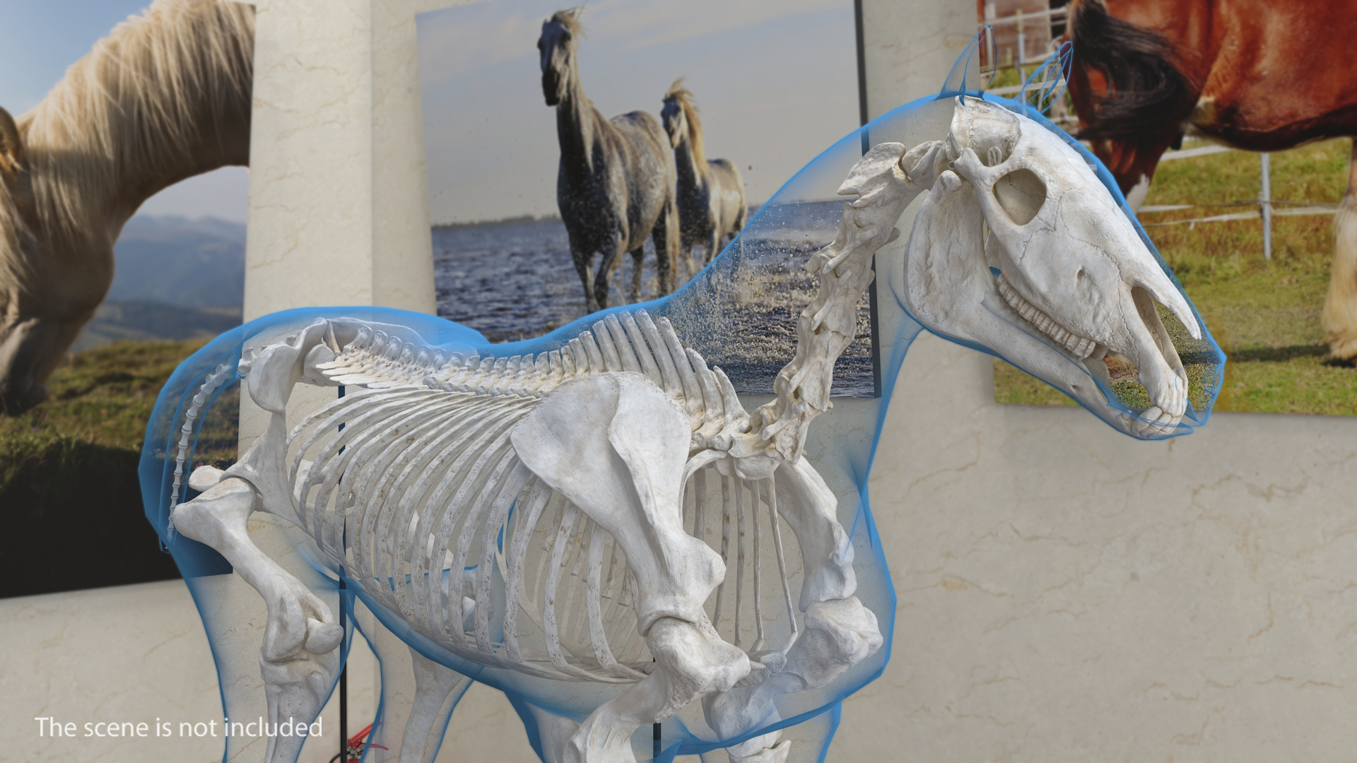 3D Horse Envelope with Skeleton Neutral Pose
