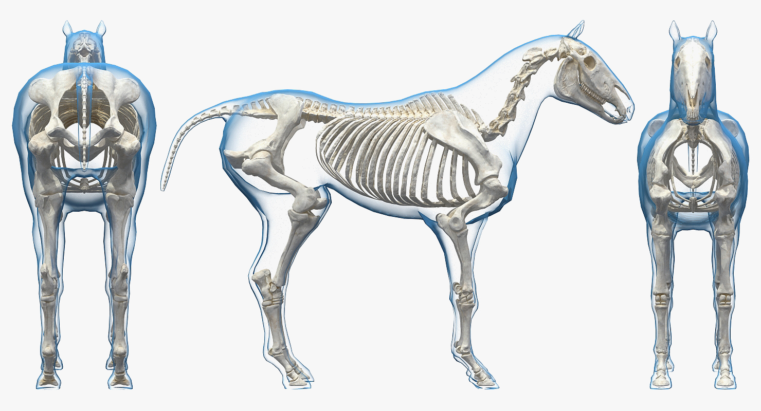 3D Horse Envelope with Skeleton Neutral Pose