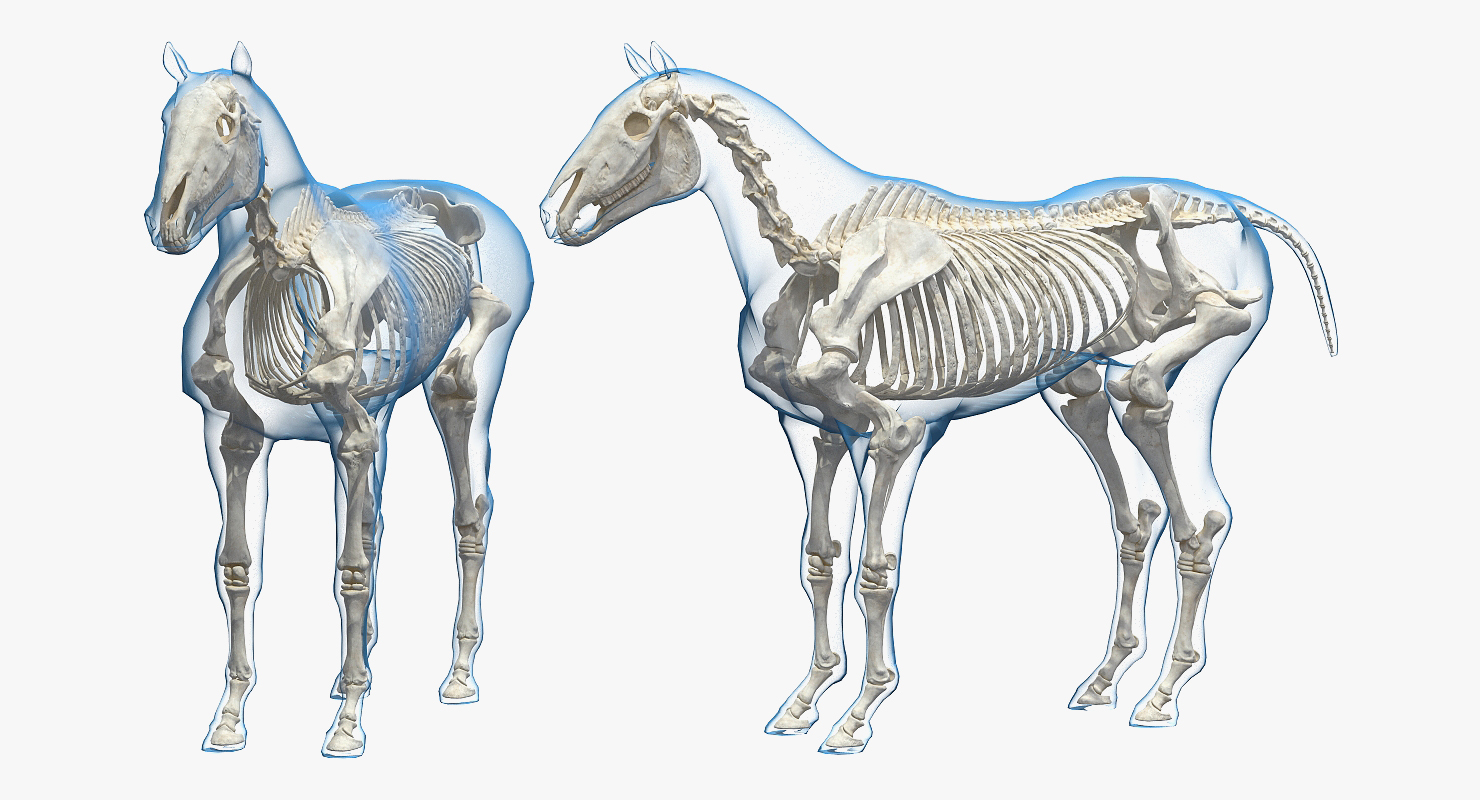 3D Horse Envelope with Skeleton Neutral Pose