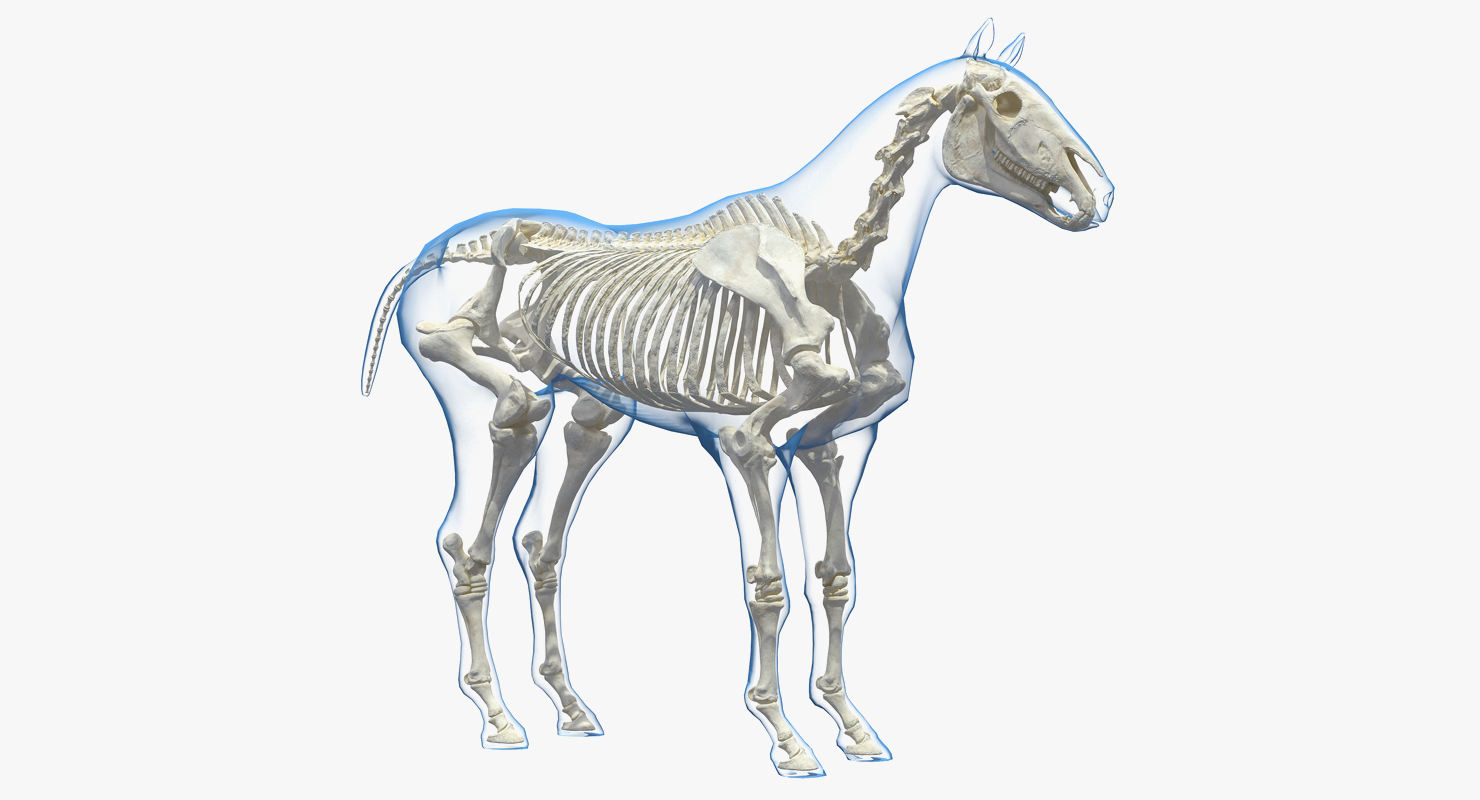 3D Horse Envelope with Skeleton Neutral Pose