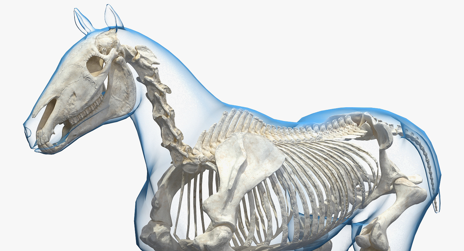 3D Horse Envelope with Skeleton Neutral Pose