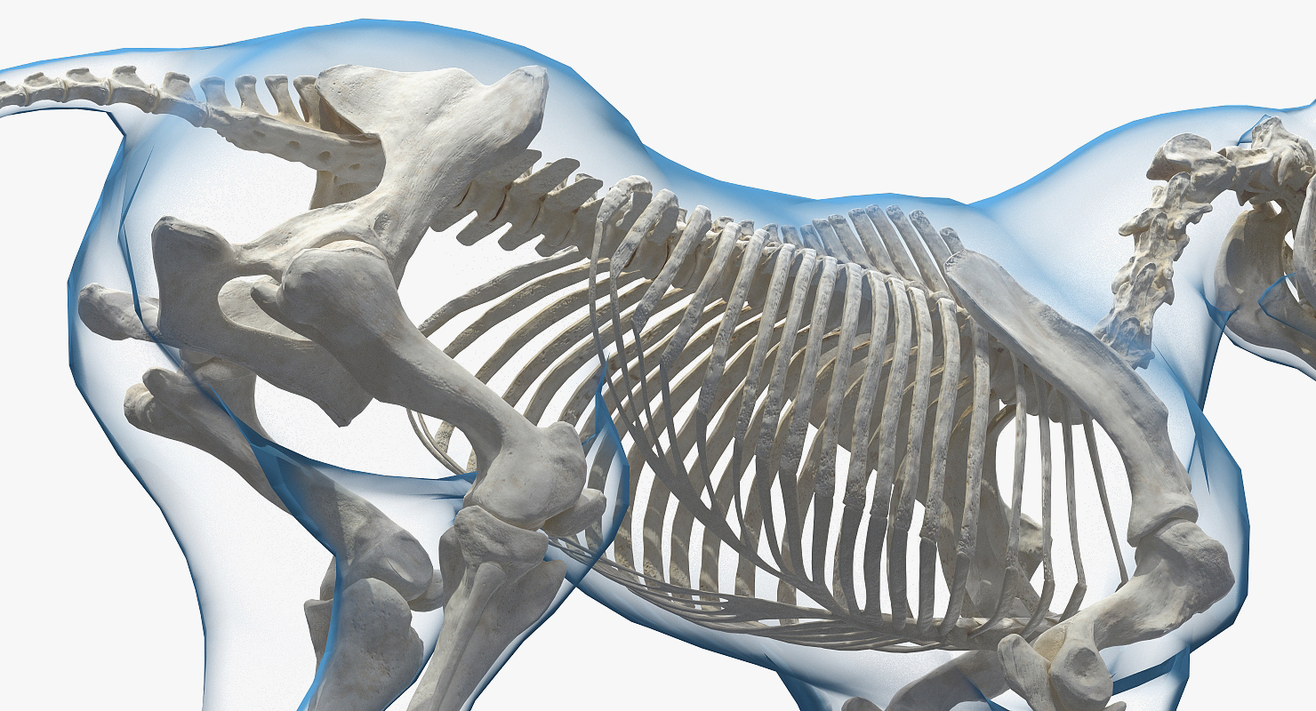 3D Horse Envelope with Skeleton Neutral Pose