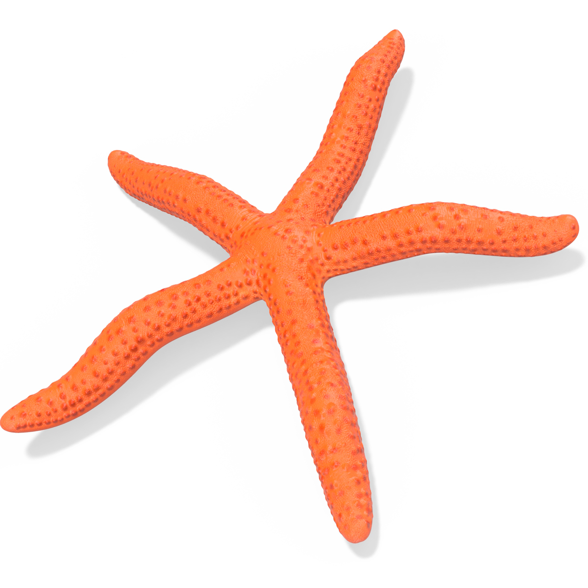 3D Red Sea Star Rigged for Cinema 4D model