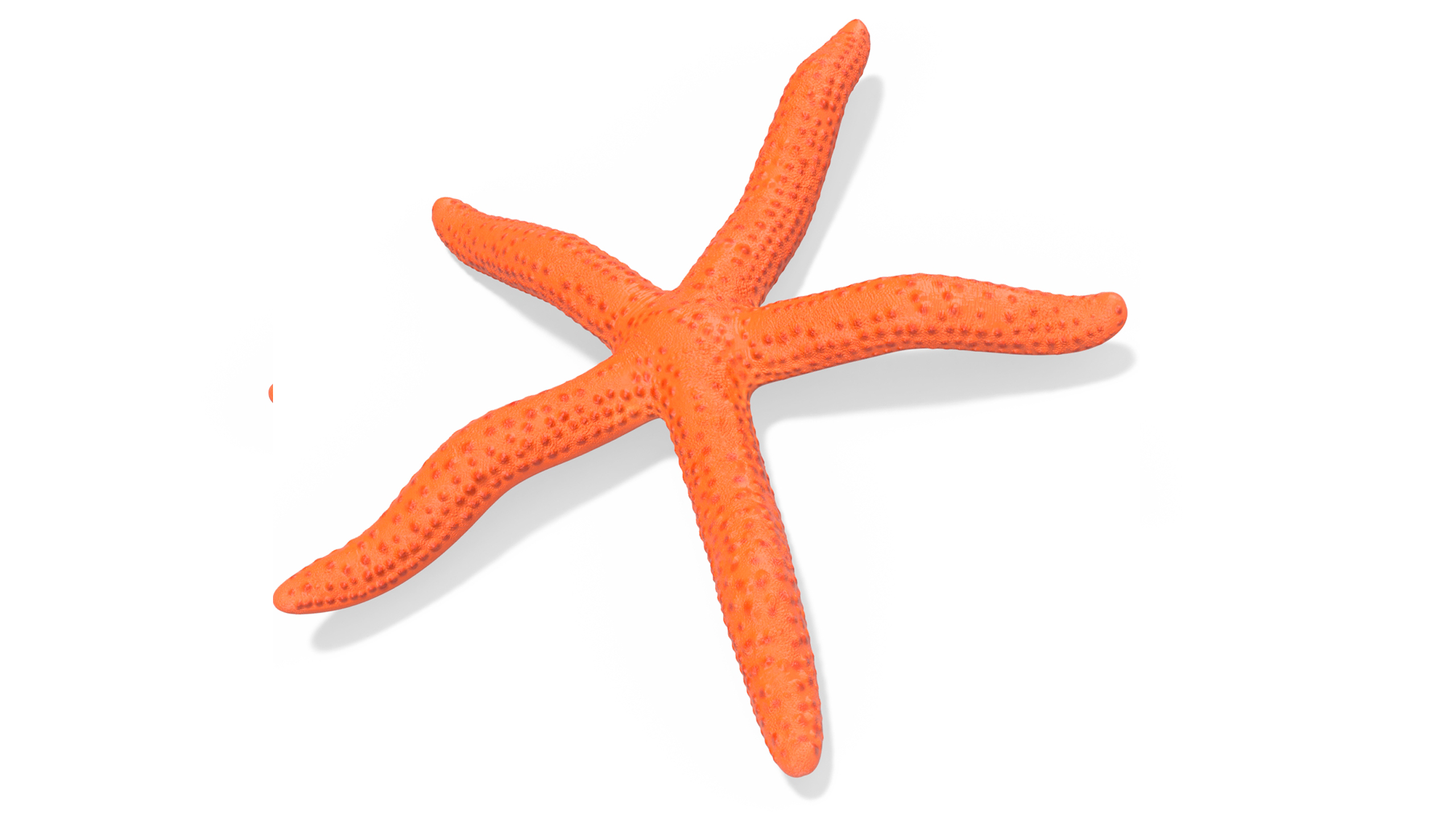 3D Red Sea Star Rigged for Cinema 4D model