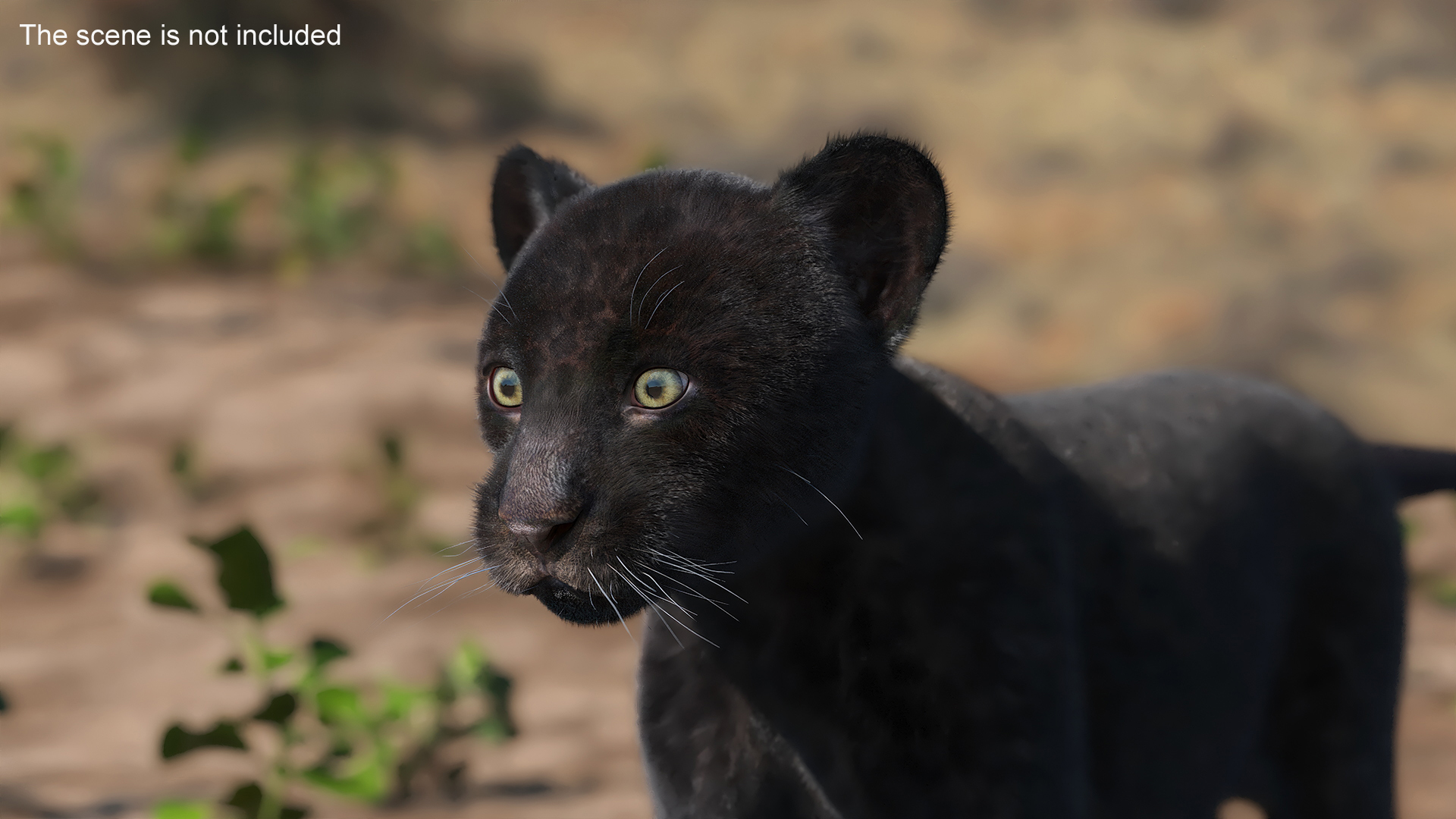 3D model Panther Cub Fur