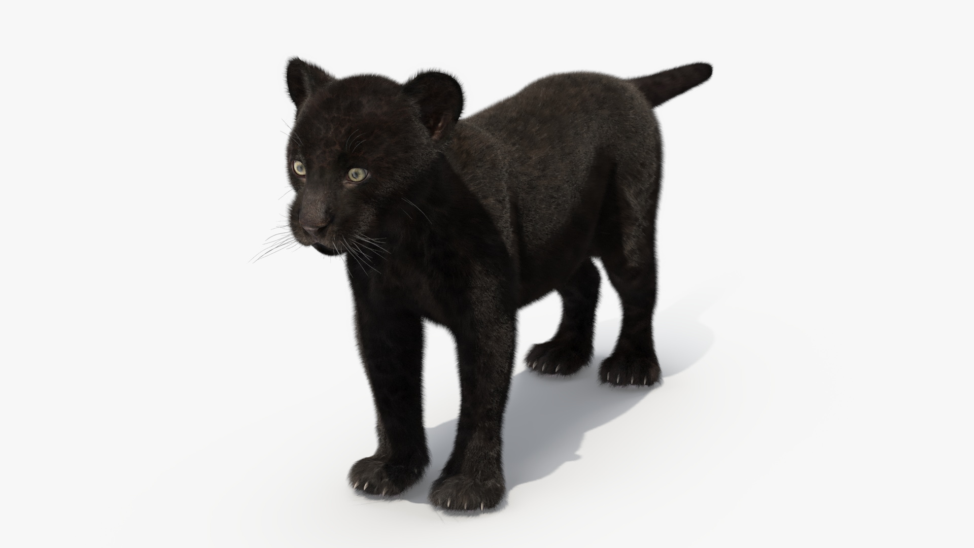 3D model Panther Cub Fur