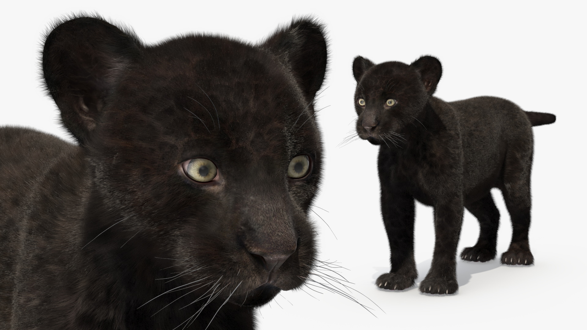 3D model Panther Cub Fur