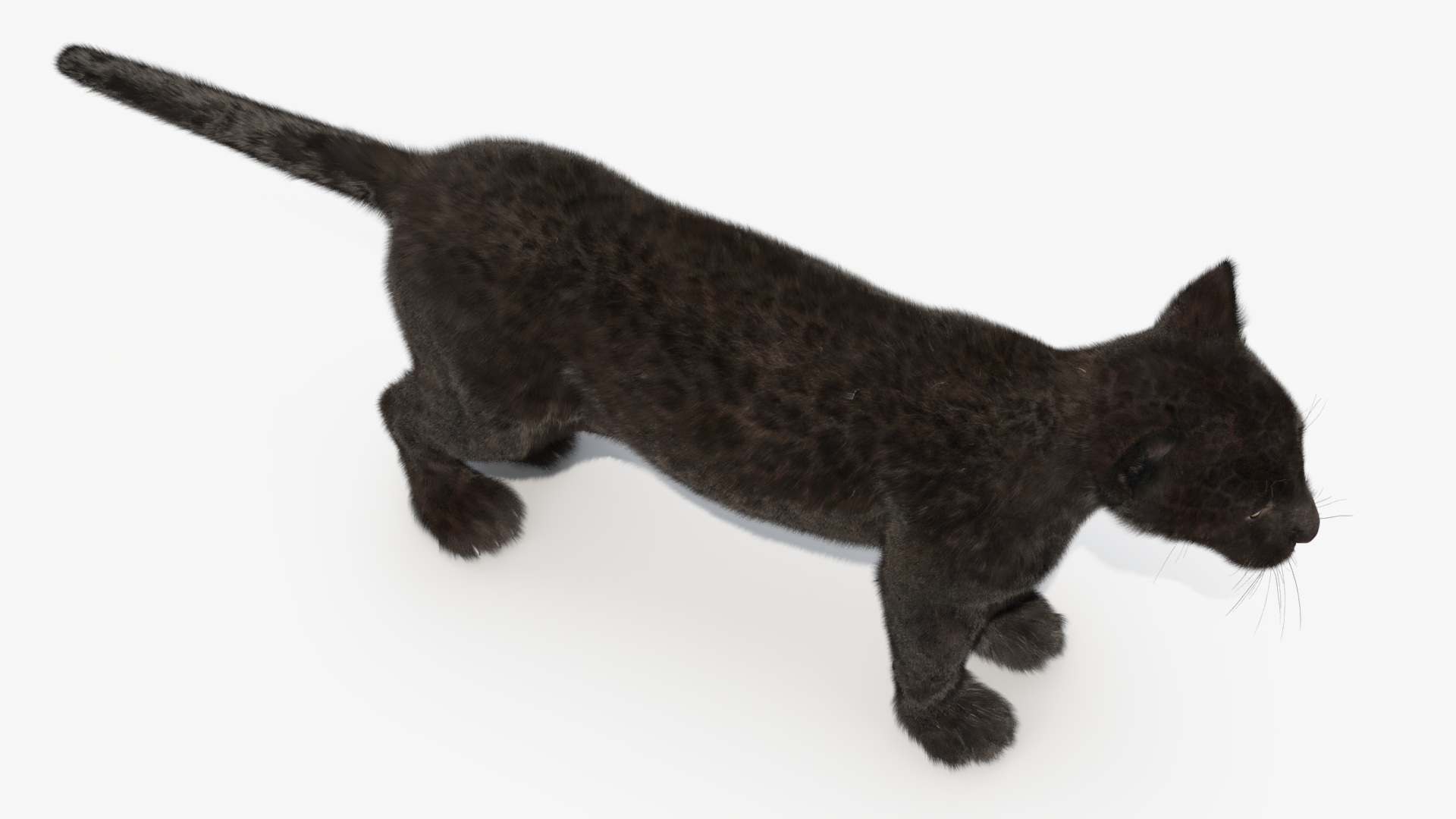 3D model Panther Cub Fur