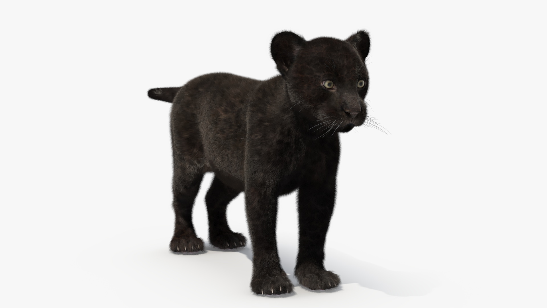 3D model Panther Cub Fur