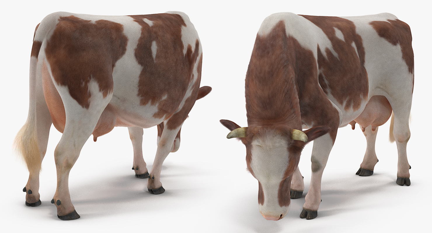 3D Holstein Cow Eating Pose with Fur model