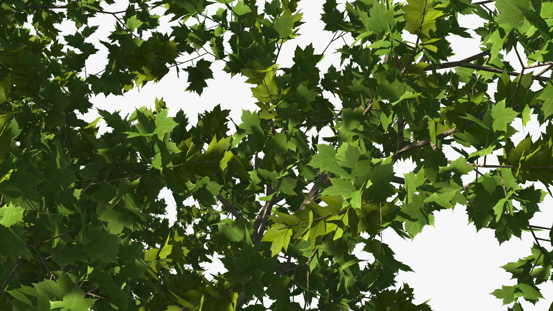 3D model Realistic Maple Tree