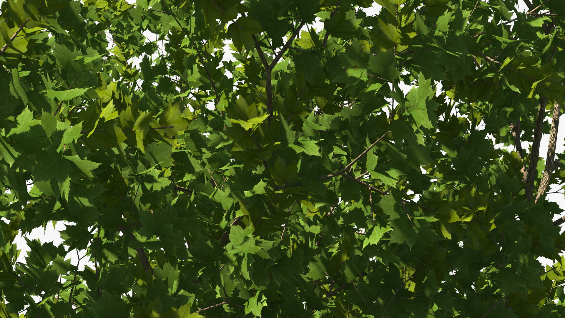 3D model Realistic Maple Tree