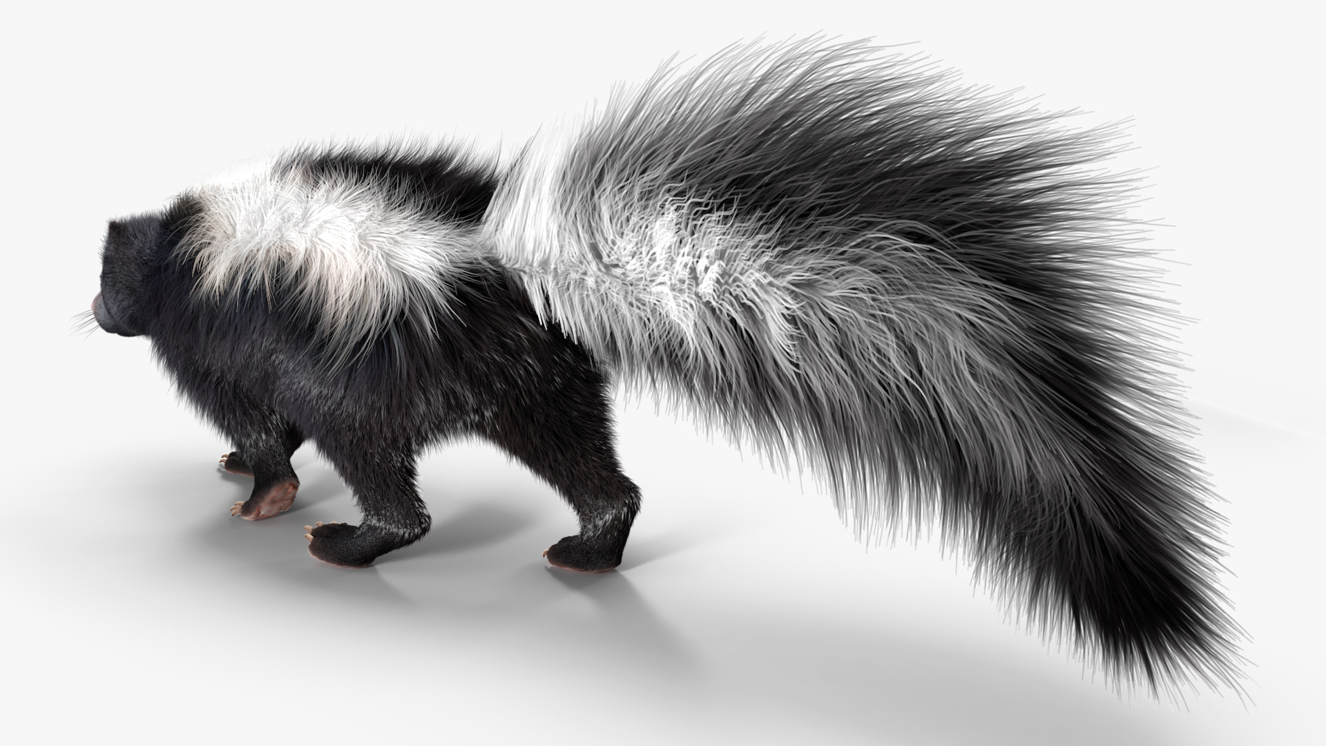 3D Animal Skunk Fur Rigged model