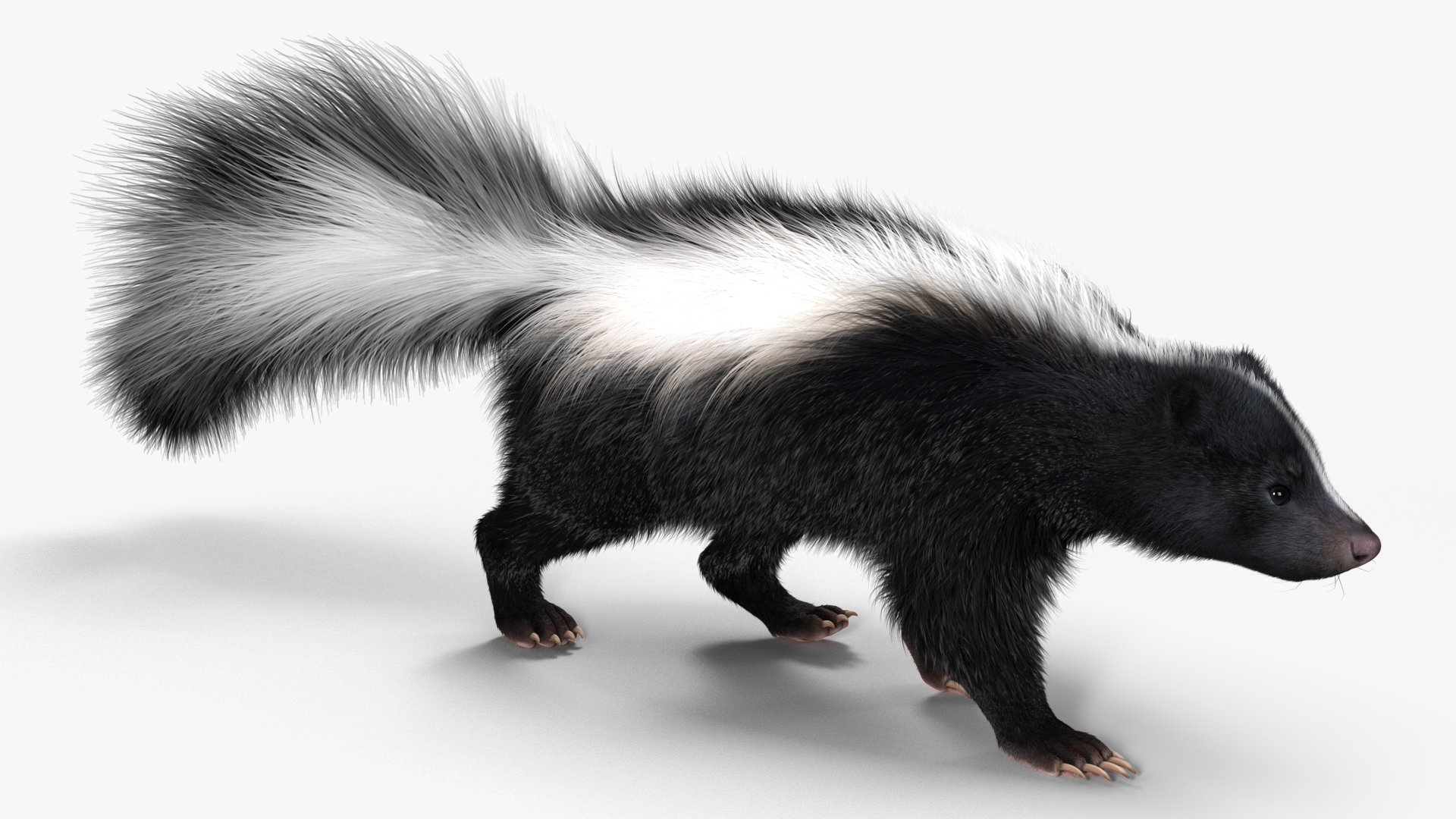 3D Animal Skunk Fur Rigged model