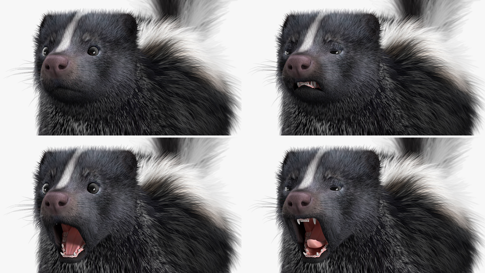 3D Animal Skunk Fur Rigged model