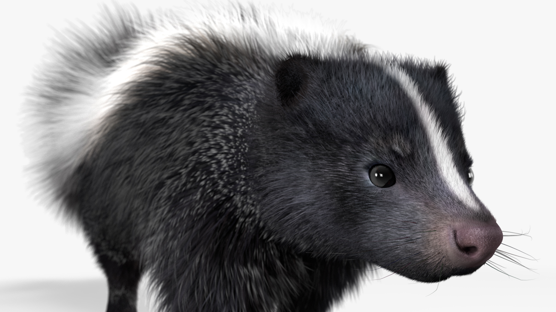 3D Animal Skunk Fur Rigged model