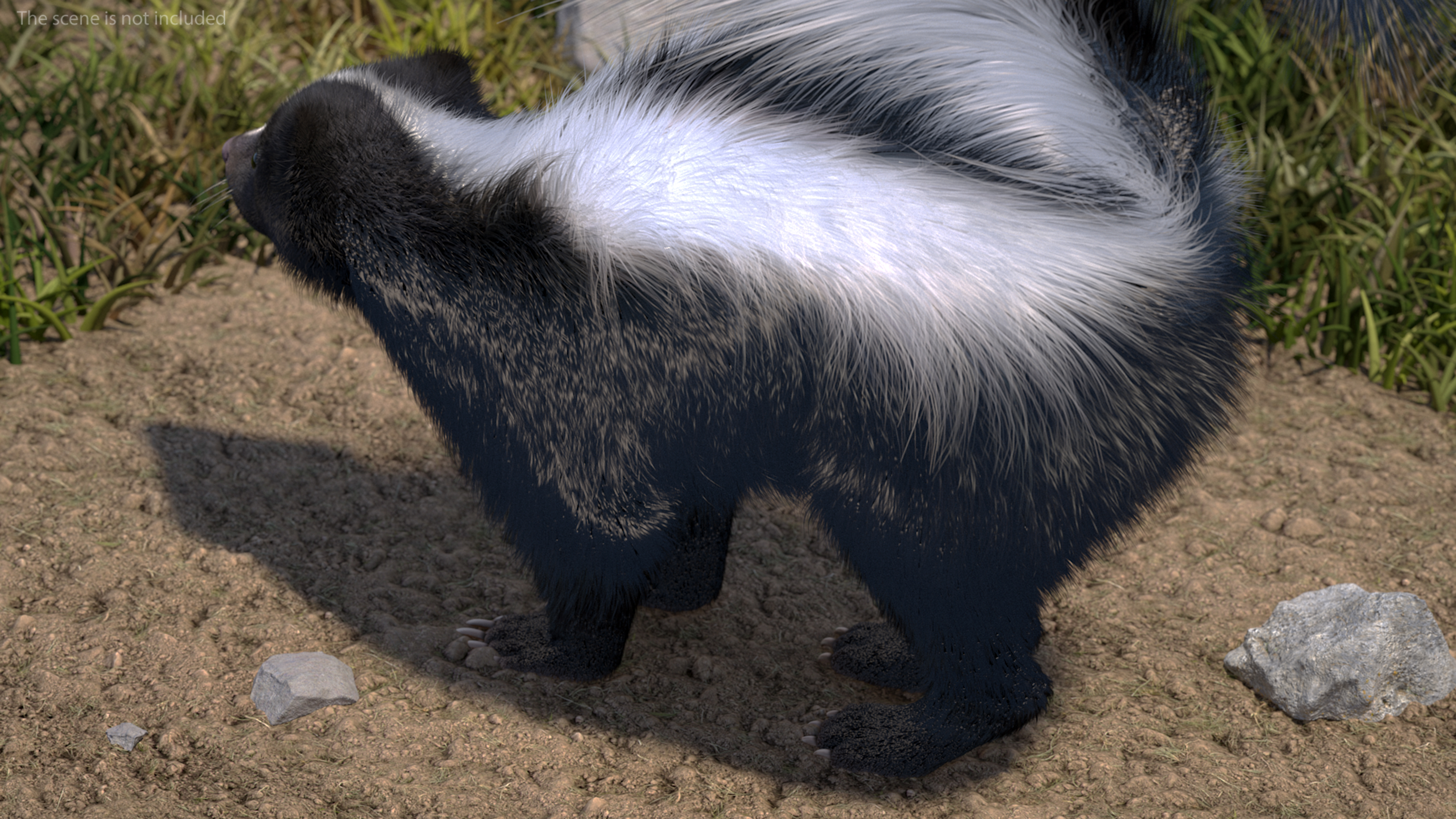 3D Animal Skunk Fur Rigged model