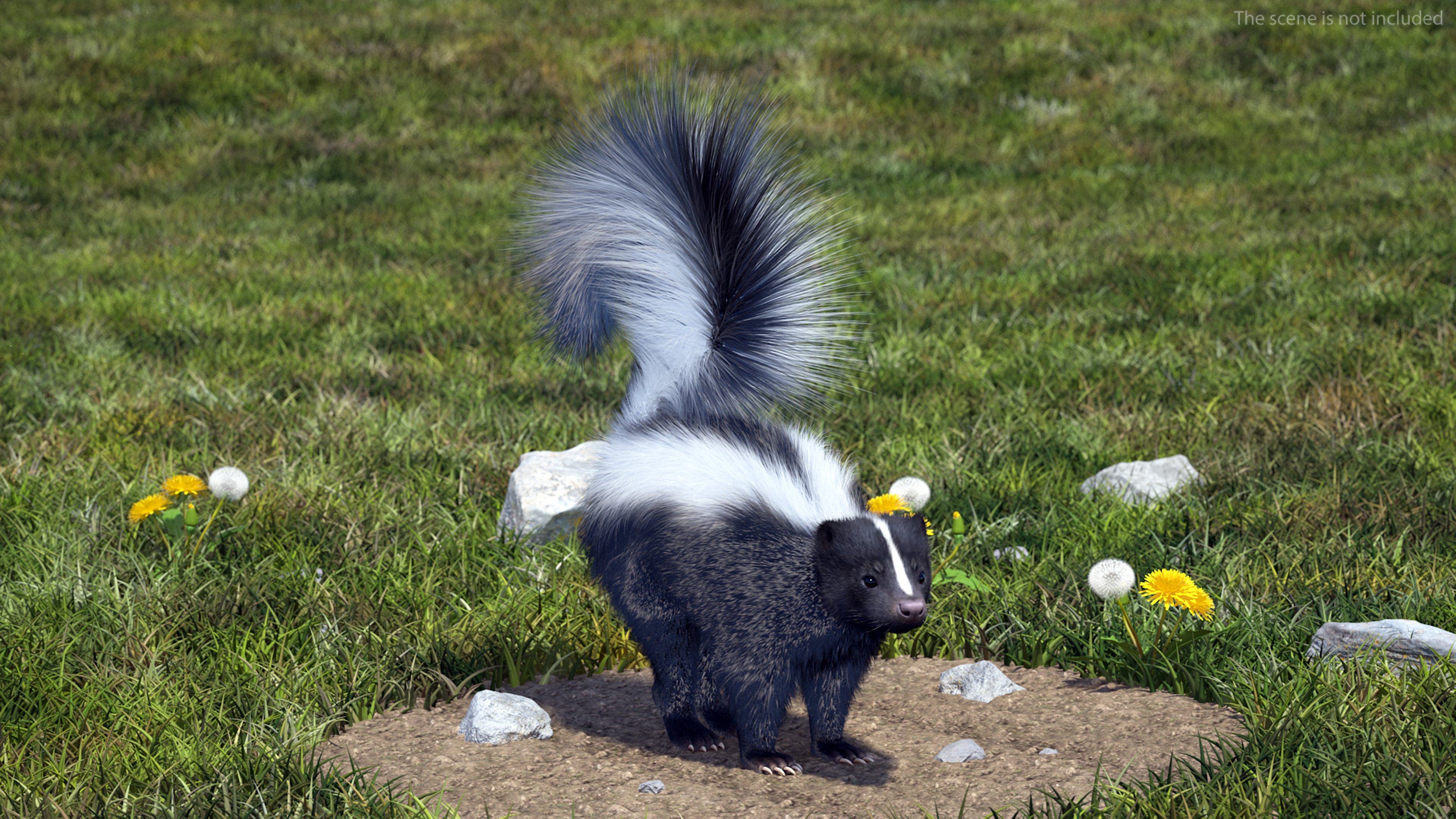 3D Animal Skunk Fur Rigged model