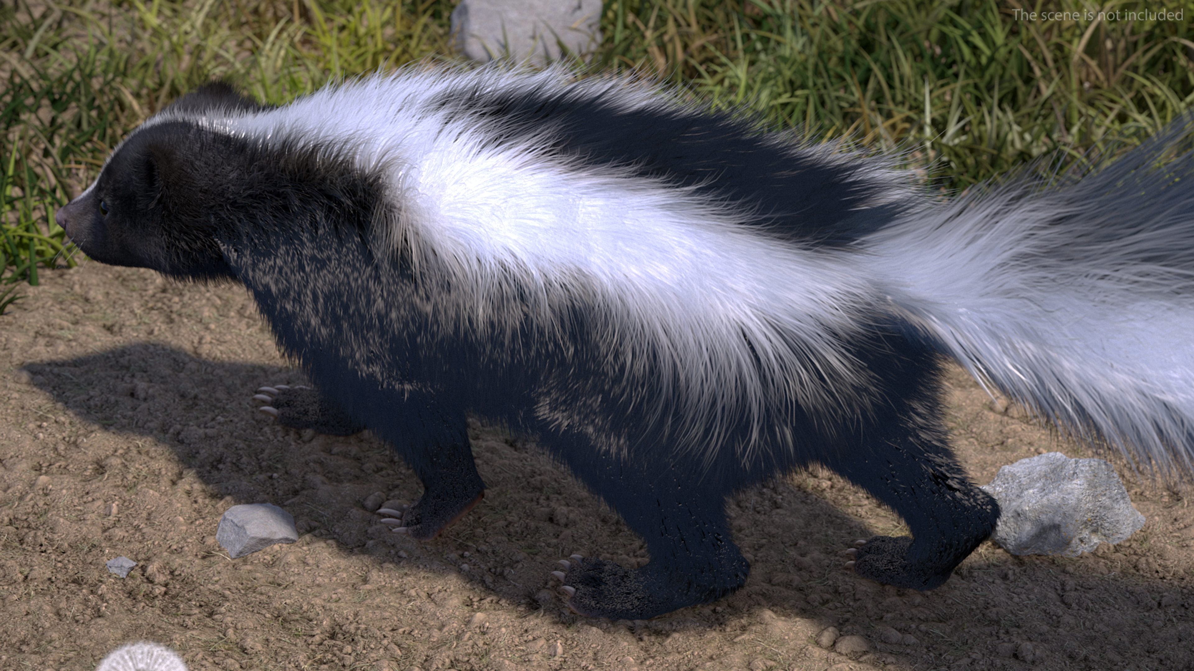 3D Animal Skunk Fur Rigged model
