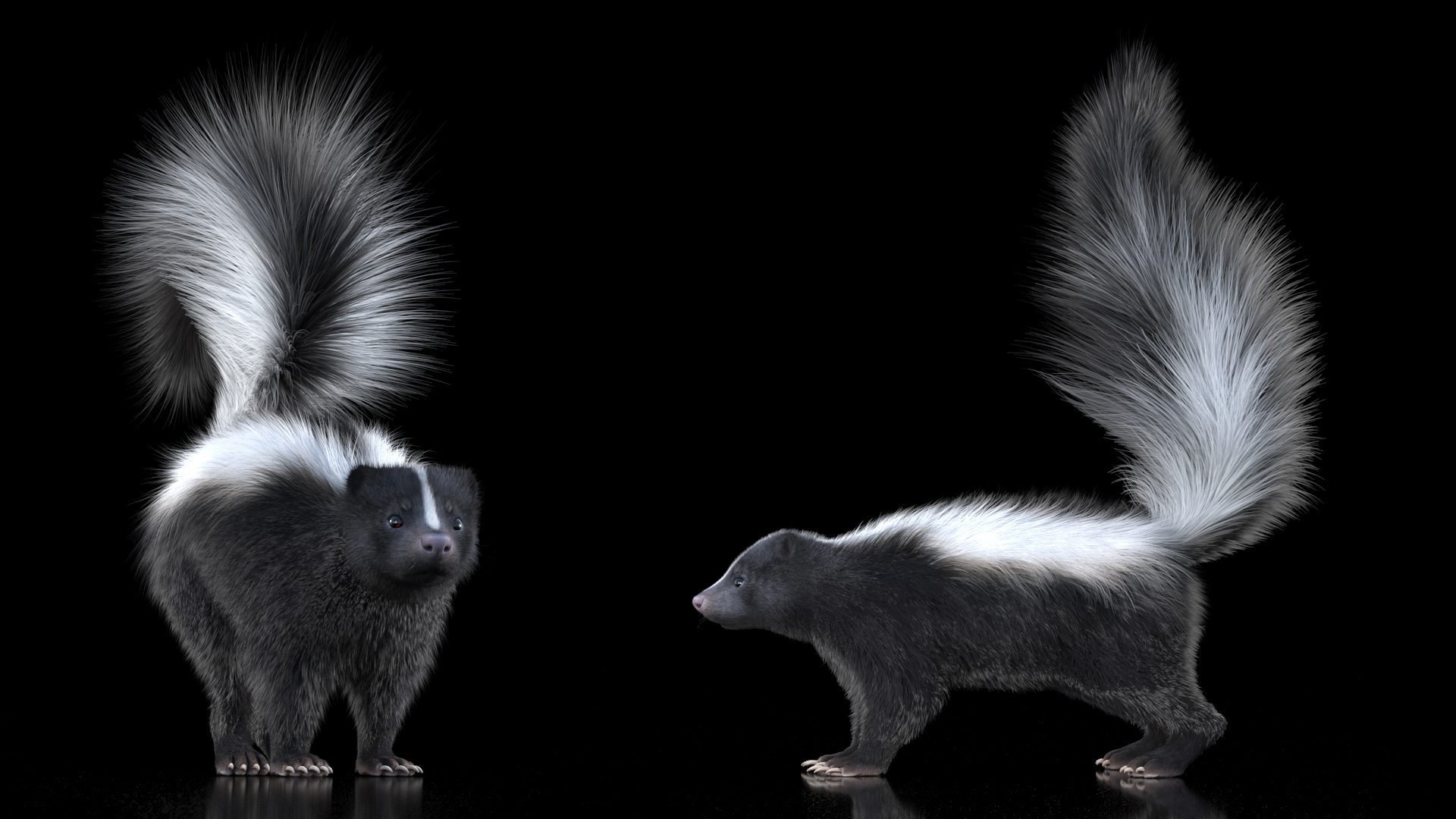 3D Animal Skunk Fur Rigged model