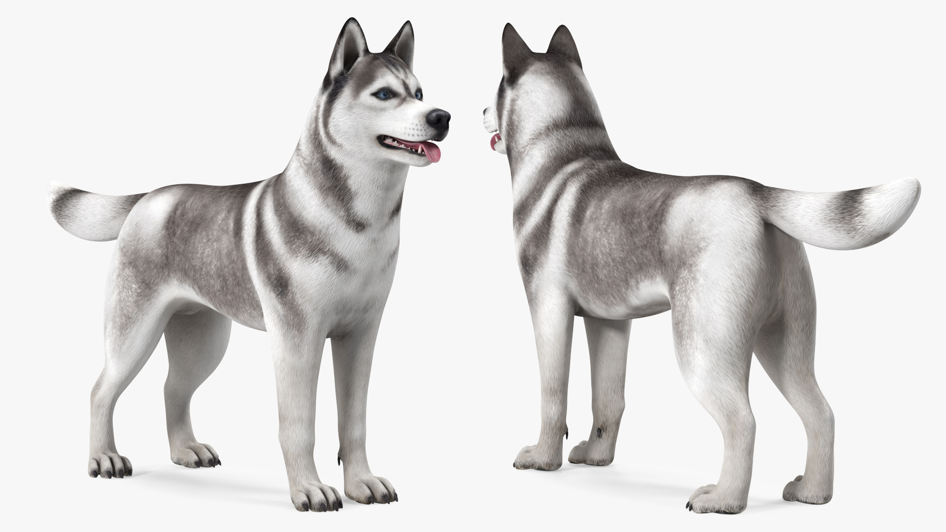 3D Siberian Husky Gray and White Rigged