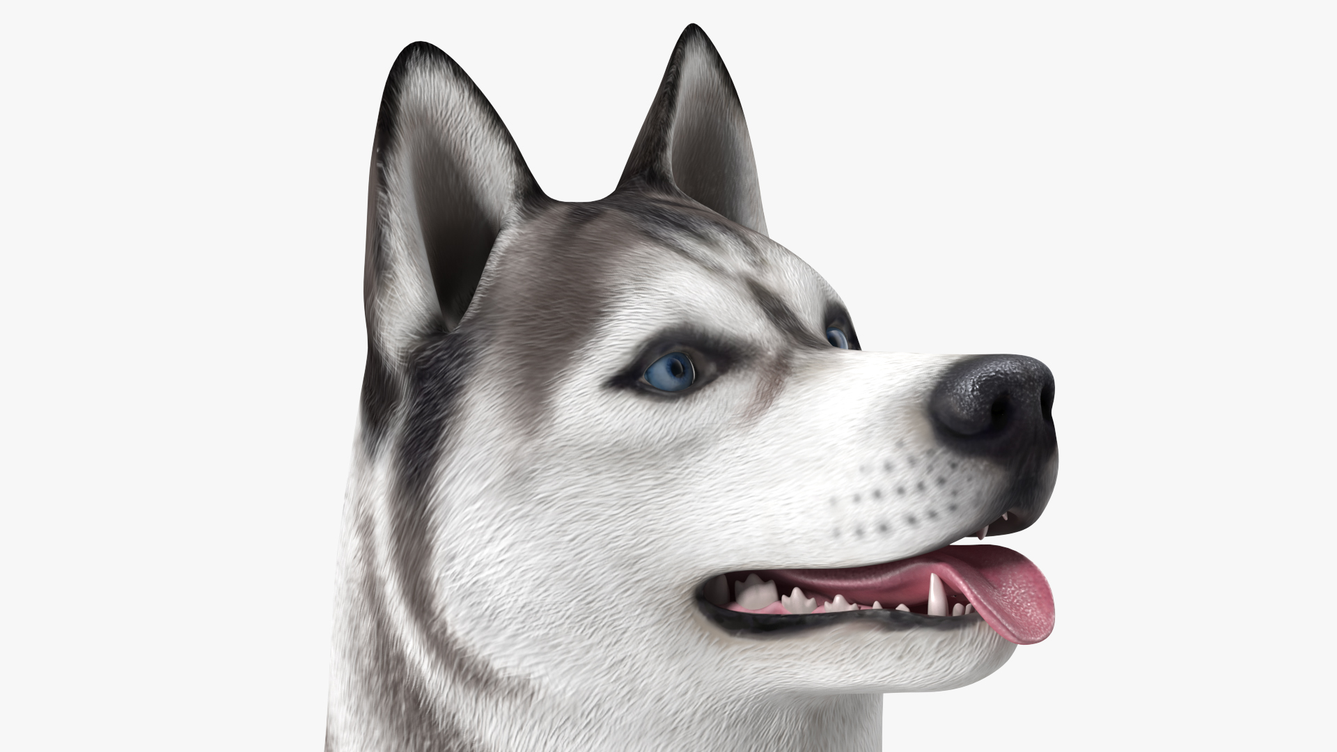 3D Siberian Husky Gray and White Rigged