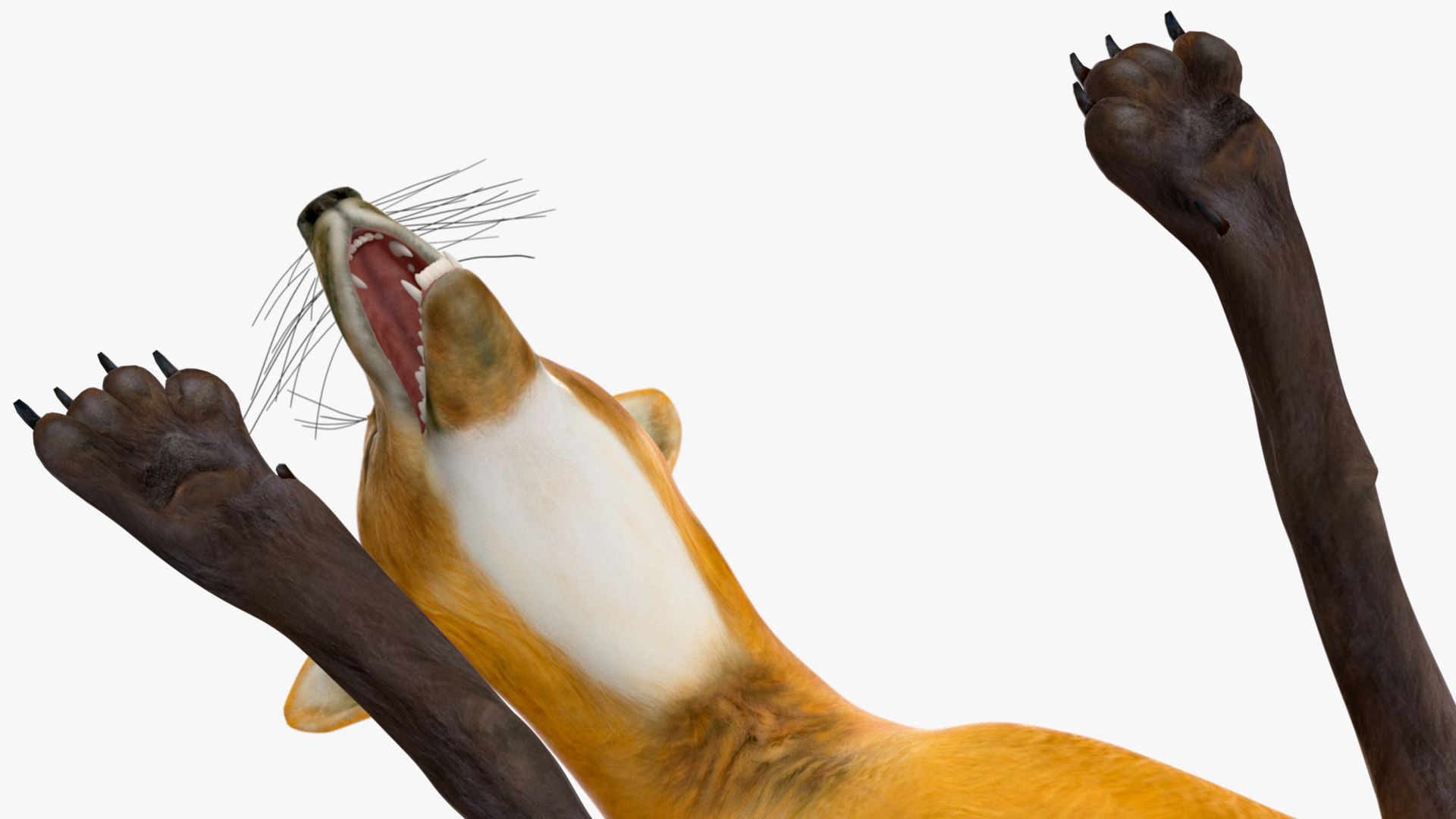 Chrysocyon Eating 3D