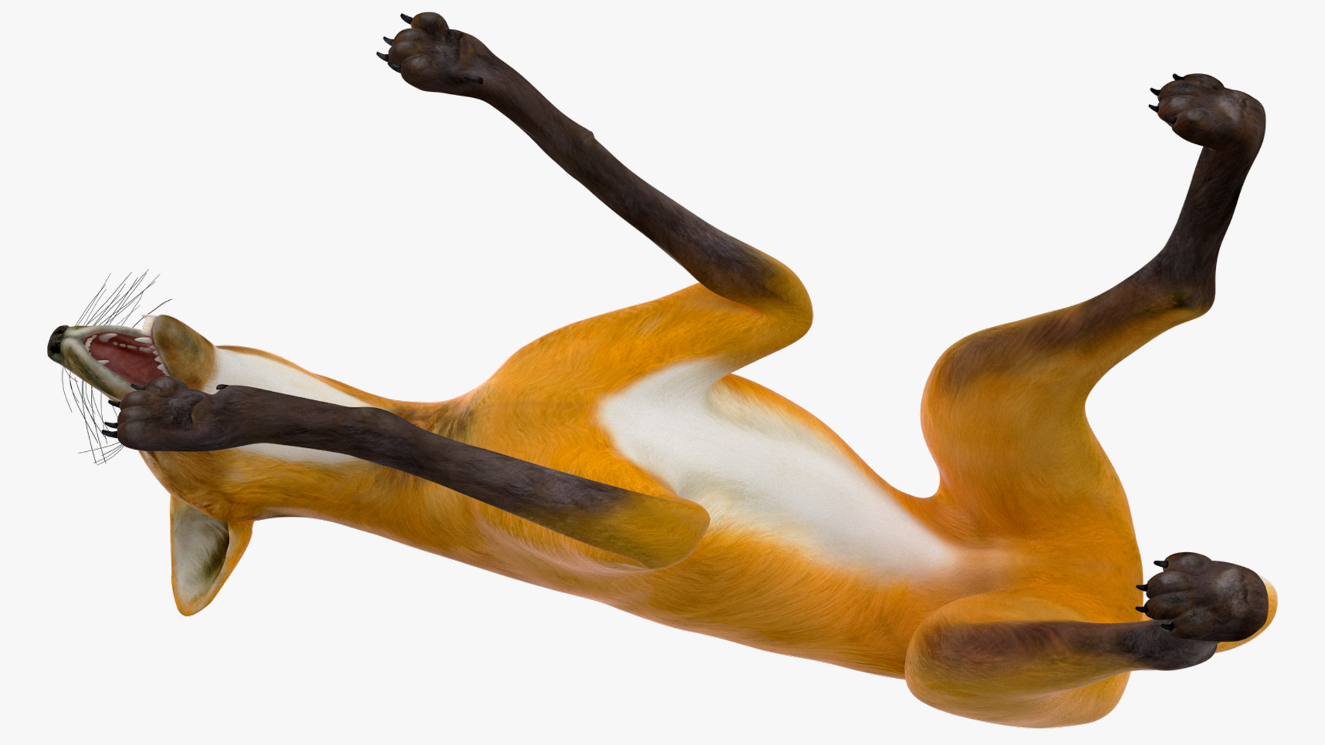 Chrysocyon Eating 3D