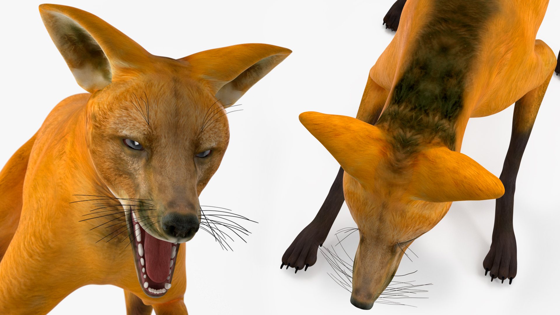 Chrysocyon Eating 3D