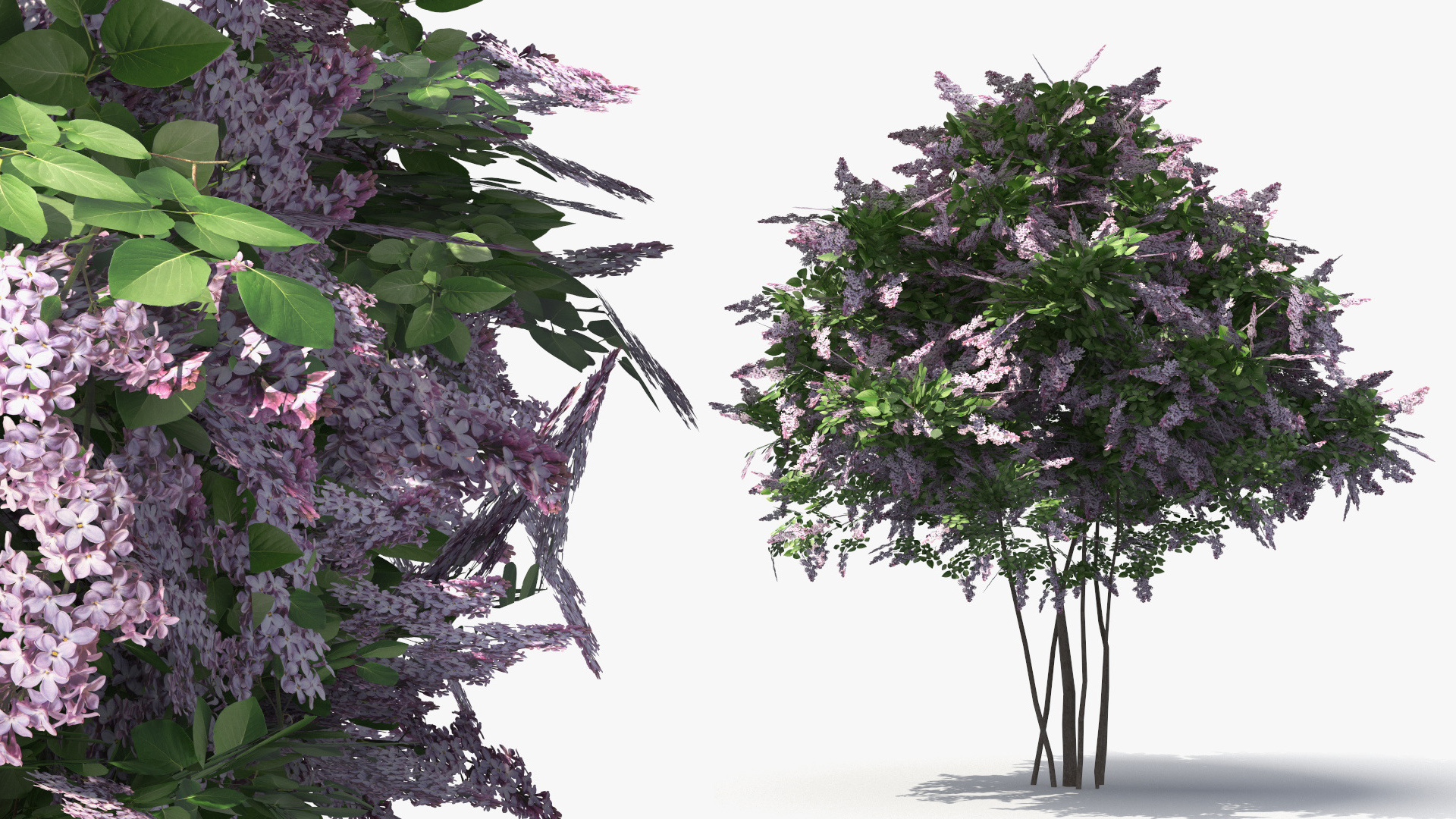 Lilac Bushes Set, view 6