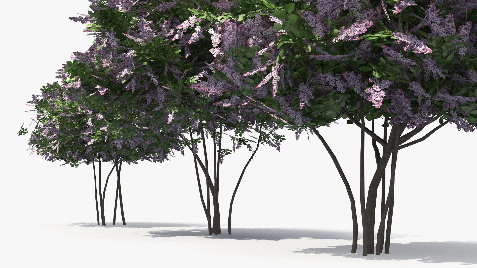 Lilac Bushes Set, view 5