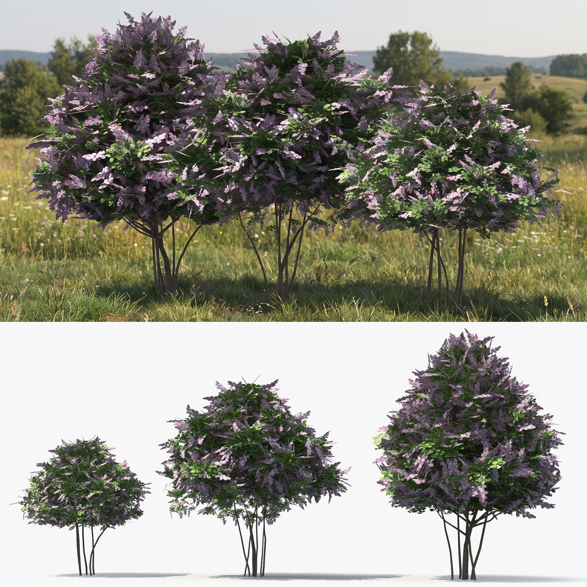 Lilac Bushes Set