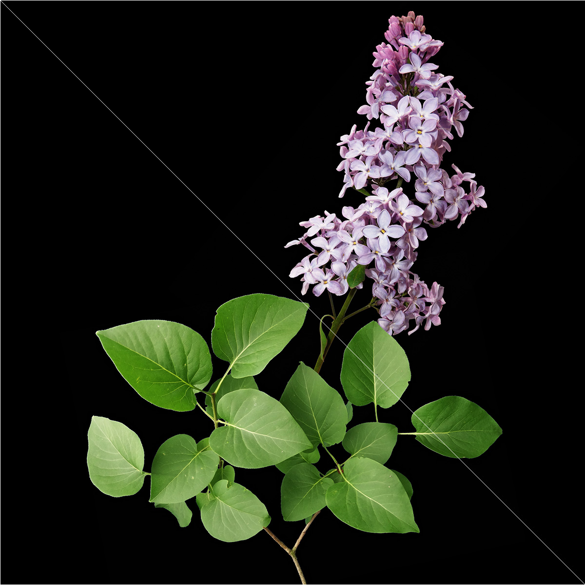 Lilac Bushes Set, view 12