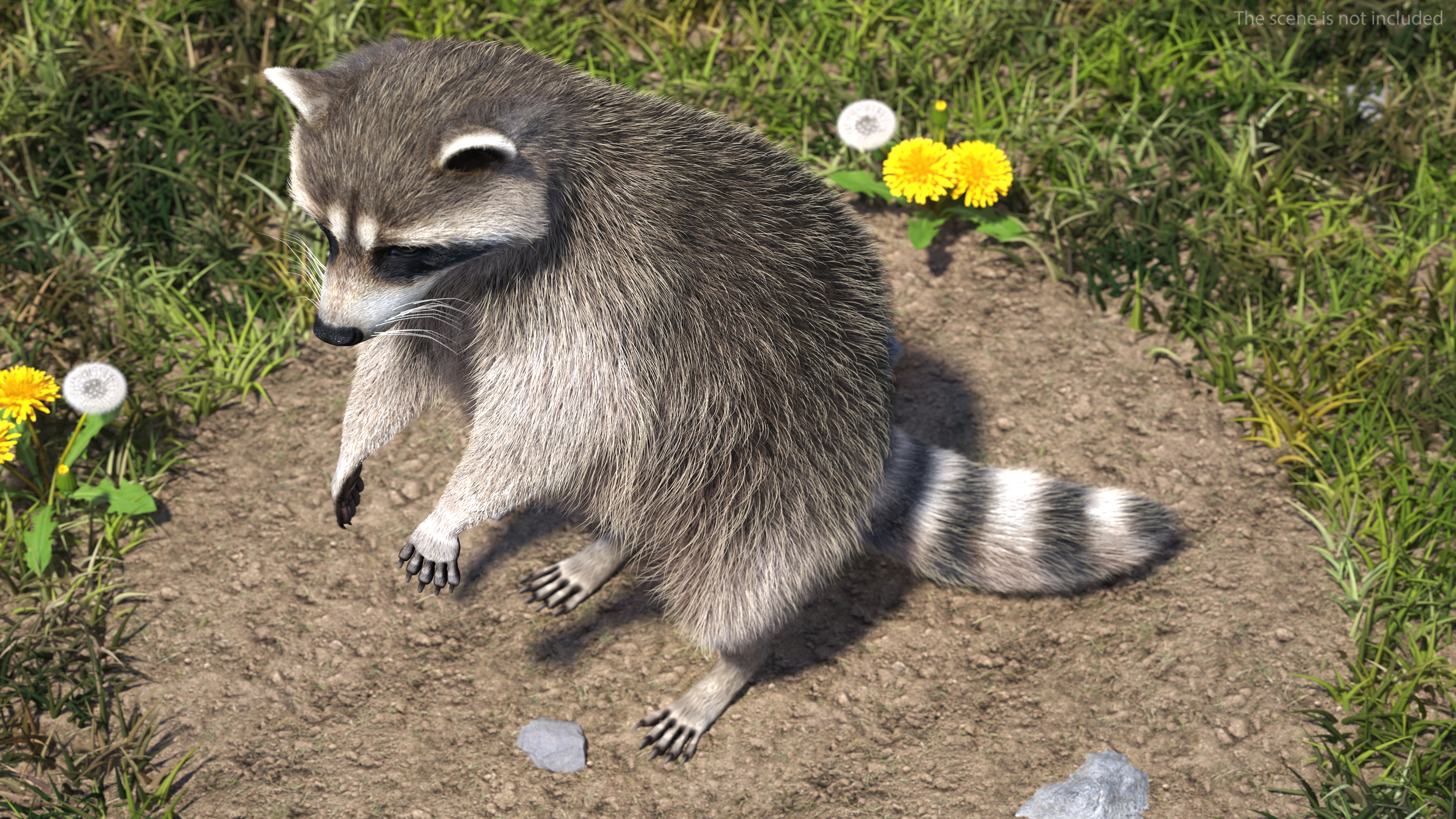 3D model Raccoon Standing Pose Fur