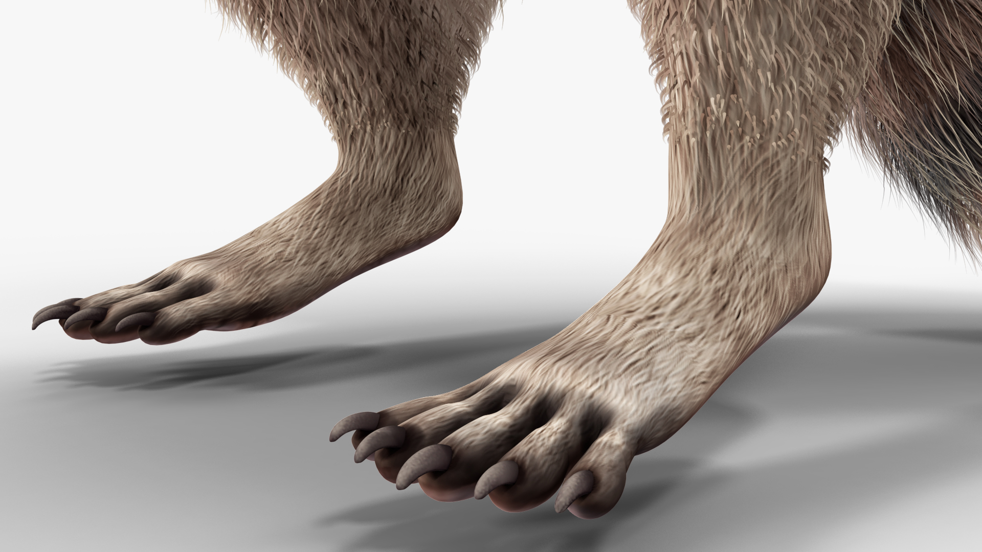 3D model Raccoon Standing Pose Fur