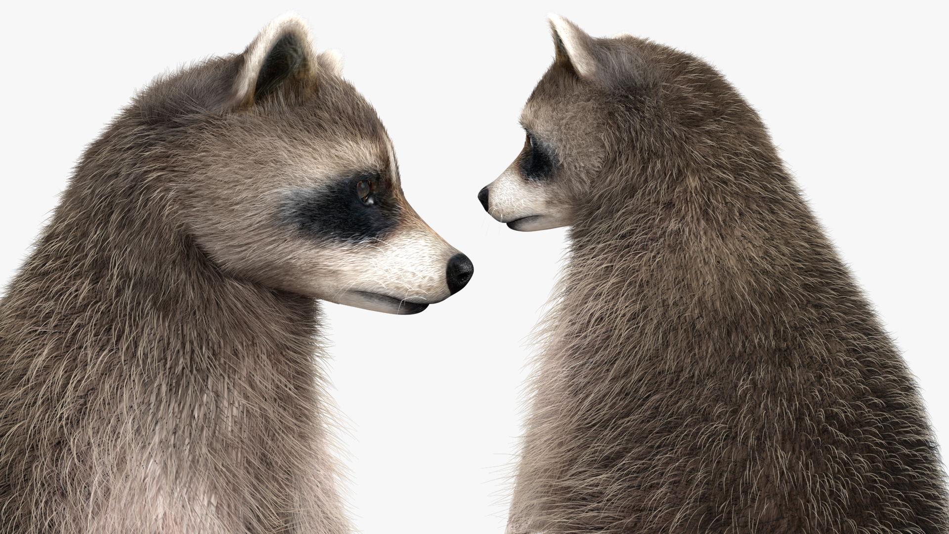 3D model Raccoon Standing Pose Fur