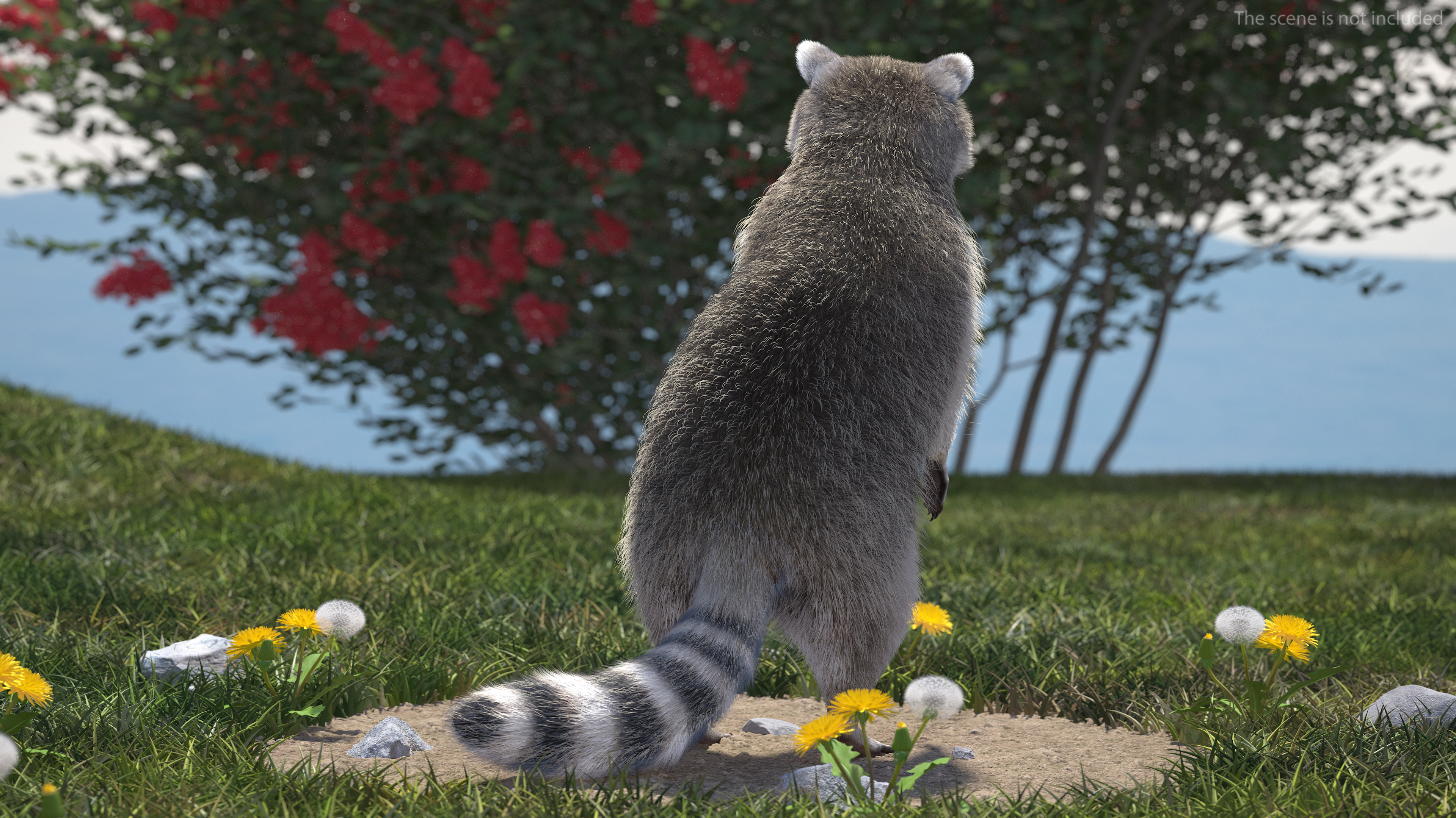 3D model Raccoon Standing Pose Fur