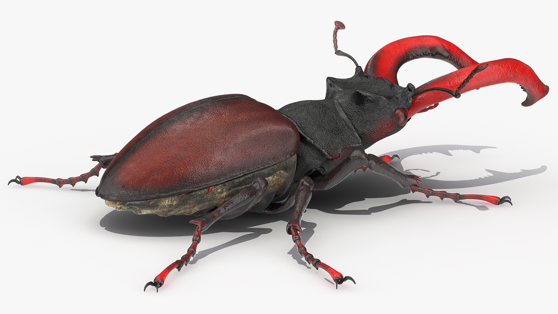 Lucanus Cervus Stag Beetle Walking Pose 3D model