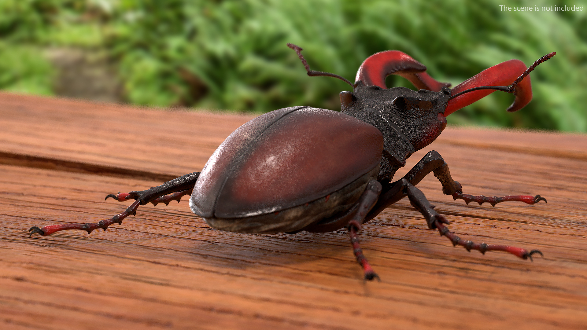 Lucanus Cervus Stag Beetle Walking Pose 3D model