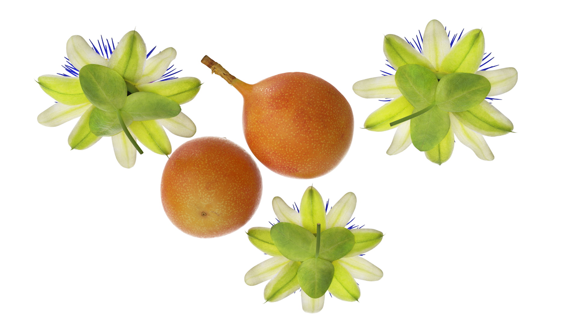 3D model Passion Fruit and Flowers