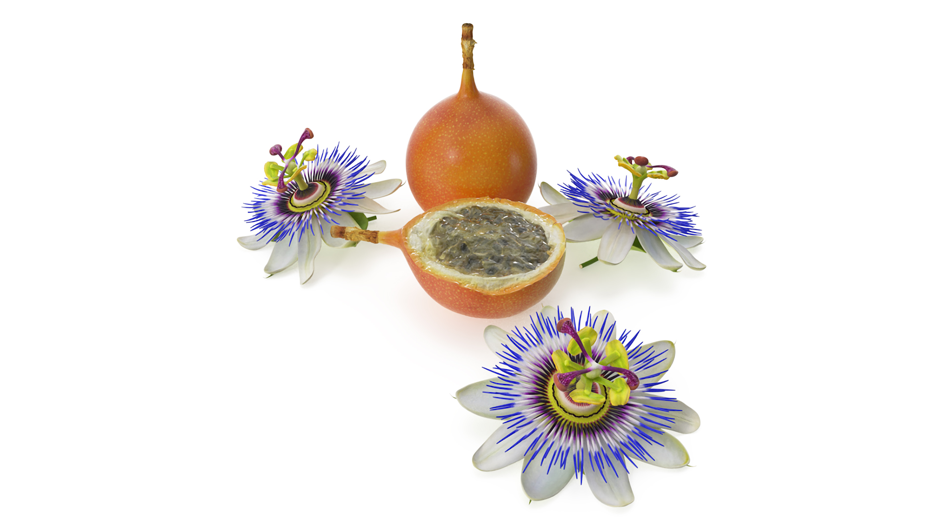 3D model Passion Fruit and Flowers