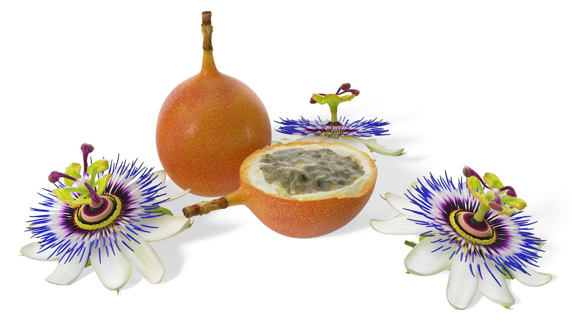 3D model Passion Fruit and Flowers