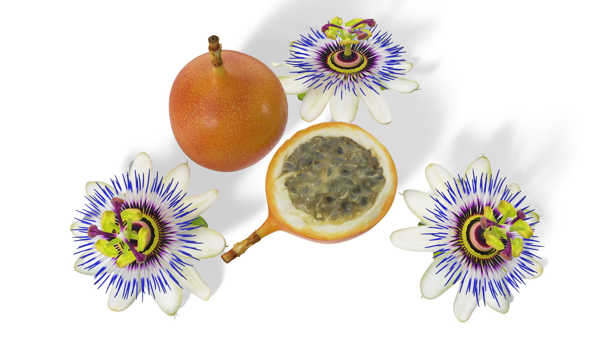 3D model Passion Fruit and Flowers