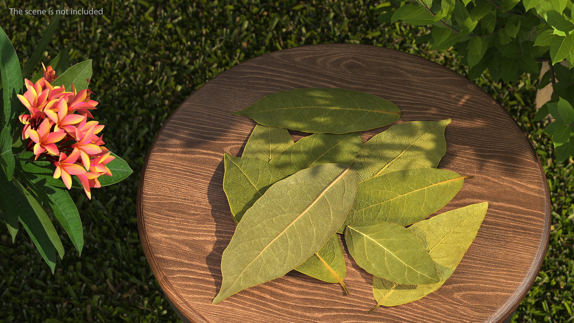 Dry Laurel Leaves 3D