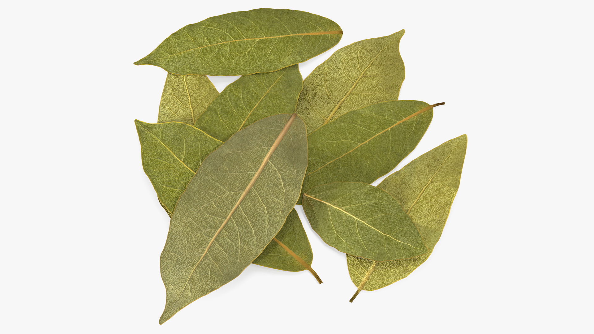 Dry Laurel Leaves 3D
