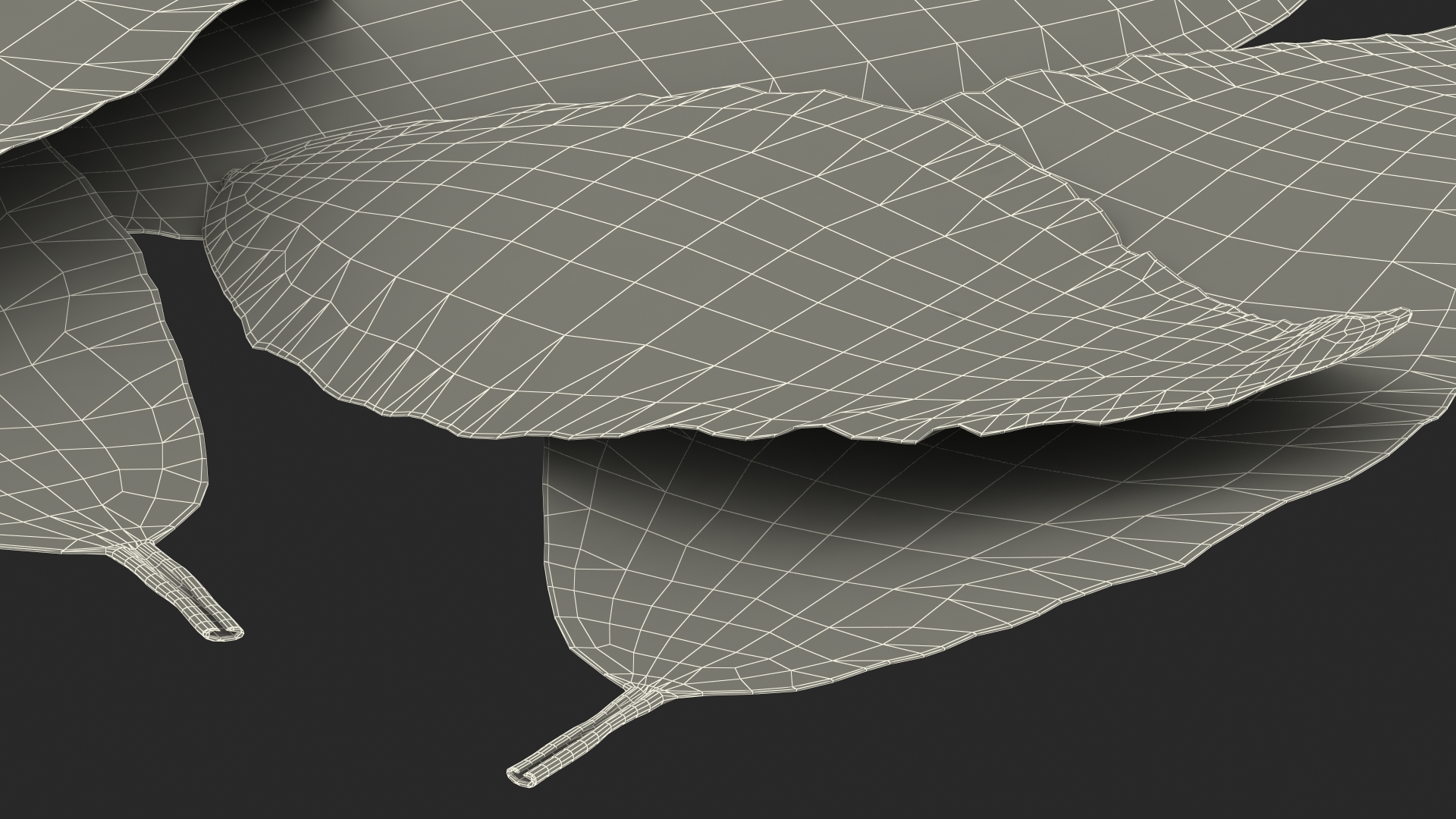 Dry Laurel Leaves 3D