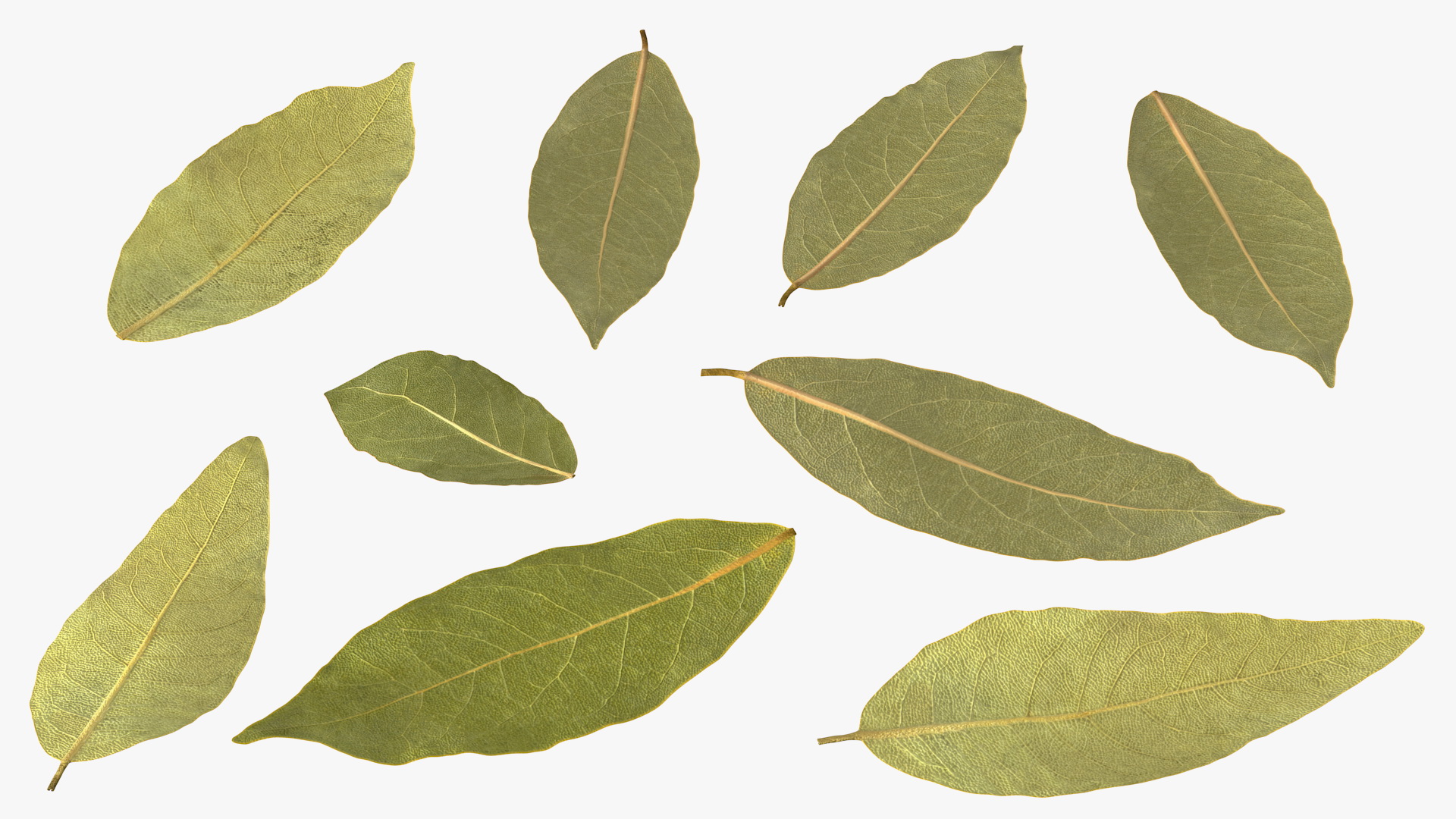 Dry Laurel Leaves 3D