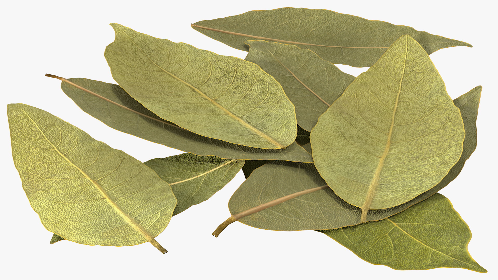 Dry Laurel Leaves 3D