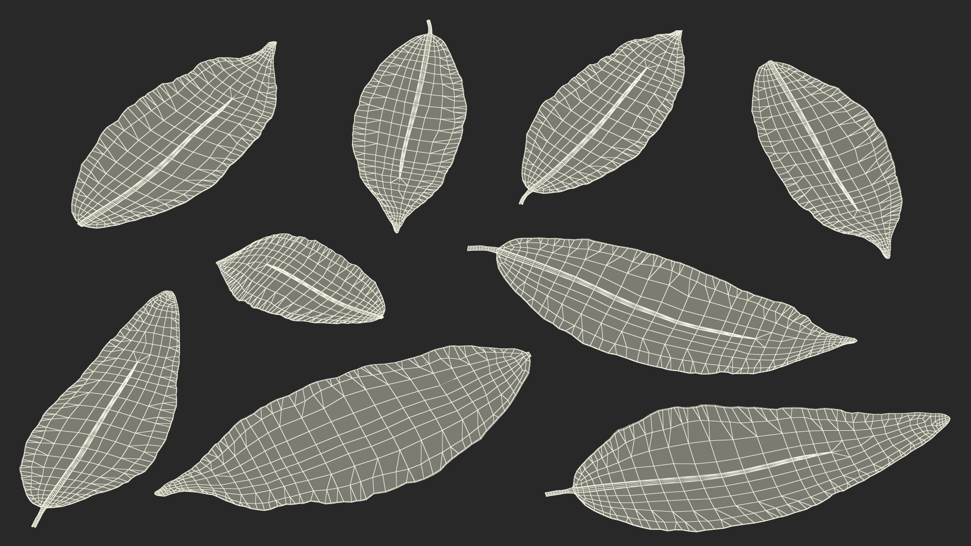 Dry Laurel Leaves 3D