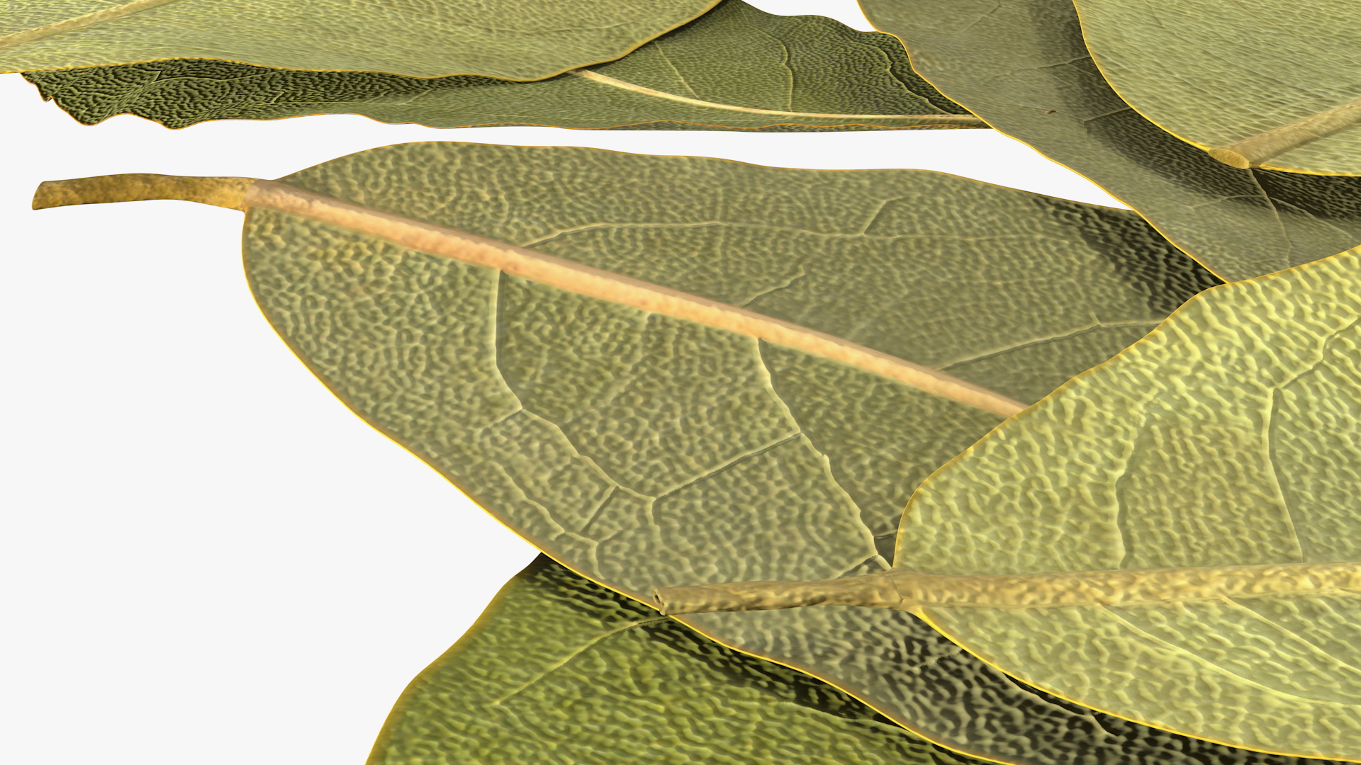 Dry Laurel Leaves 3D